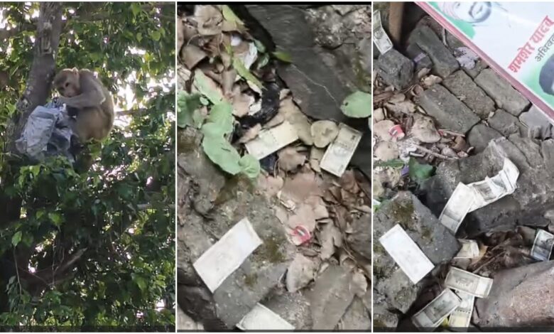 Monkey Behavior: A surprising incident! A monkey stole a bag containing millions of rupees from a bike's trunk, climbed a tree, and threw 500 rupee notes from the top. Watch the viral video here.
