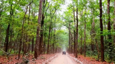 Forest Science Centre : Chhattisgarh's first Forest Science Centre will open in Asana, a major gift for Bastar due to the efforts of Chief Minister Vishnudev Sai.