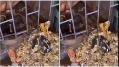 PG Girls Hostel: Shocking incident… Pipeline jam in PG Girls Hostel… Hundreds of condoms found during drainage cleaning… Investigation begins, watch the video here