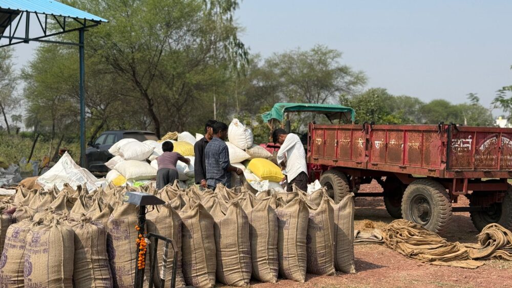 Action Against Traders: Major action in Mungeli! A large quantity of paddy was seized from 17 traders during paddy procurement...old paddy worth ₹13 lakh was seized.