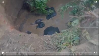 Elephants fell into a well in Balodabazar... a major accident! Four elephants fell into a well in Hardi village... a cub is also involved... rescue underway... watch the video here.