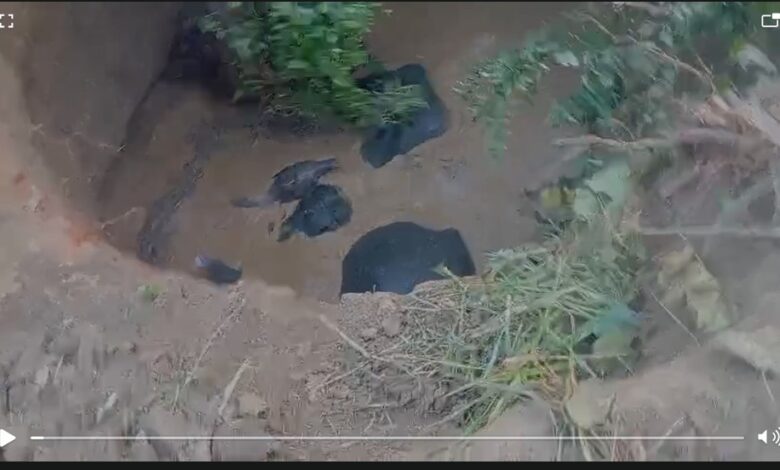 Elephants fell into a well in Balodabazar... a major accident! Four elephants fell into a well in Hardi village... a cub is also involved... rescue underway... watch the video here.