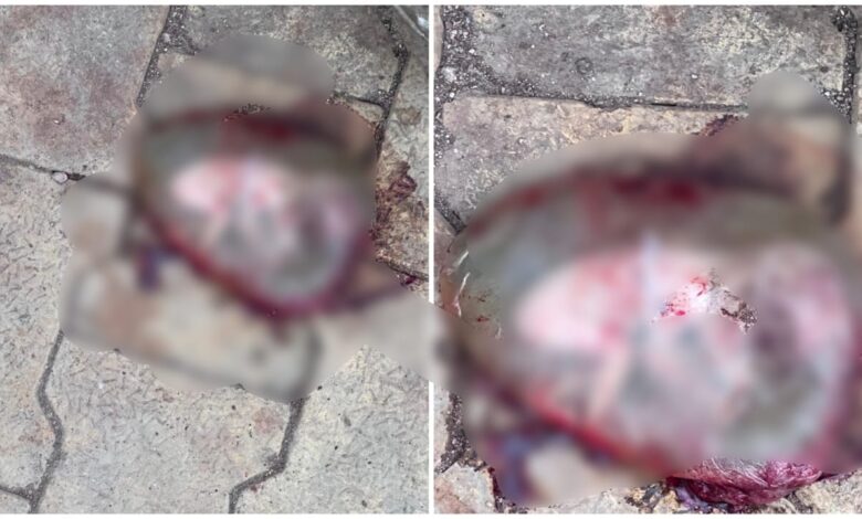Dead Body of a Newborn: Big news from Raipur! The body of a newborn was found wrapped in polythene near a dustbin outside Mekara Hospital. Watch the video here.