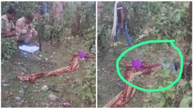 Mother Murdered Her Son: This heartbreaking news has shocked everyone! A mother strangled her 8-year-old son to death with a nylon rope... Watch the video here.