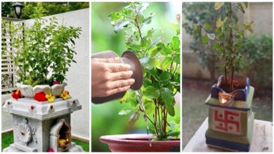 Tulsi Plant: Never plant these plants near Tulsi Mata… Otherwise, negative energy may increase in the house… Learn here what Vastu Shastra says.