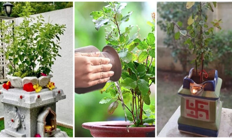 Tulsi Plant: Never plant these plants near Tulsi Mata… Otherwise, negative energy may increase in the house… Learn here what Vastu Shastra says.