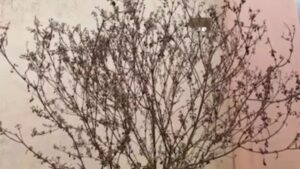 Tulsi Plant : सूखी तुलसी का क्या करें…? धार्मिक विधि से करें सम्मान…घर में बनी रहे सुख-समृद्धि…यहां जानें कैसे