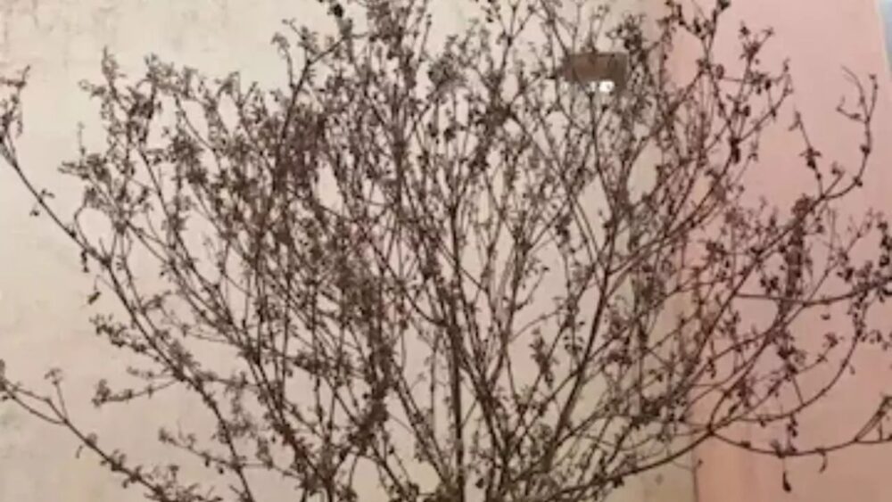 Tulsi Plant: What should be done with dried basil? Respect it religiously... May happiness and prosperity prevail in your home... Learn how here.