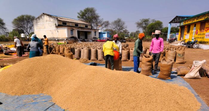 Paddy Purchasing: Paddy procurement work continues successfully at the support price in Balod district. Today, on the third day, 411 quintals of paddy was procured at Kochera paddy procurement centre and more than 360 quintals at Koba.