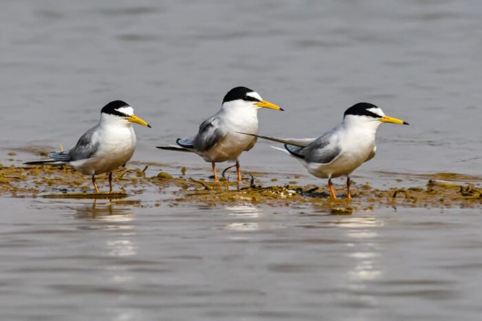 Kopra Reservoir: Kopra Reservoir will get Ramsar site status, State Wetland Authority sent proposal