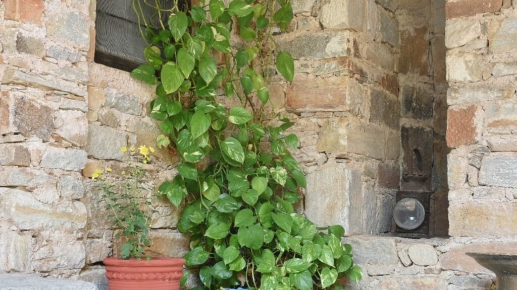 Positives of Money Plant : घर के इन 3 जगहों पर मनी प्लांट रखना है अशुभ…बिंदुवार यह देखिए कहां है वह स्थान