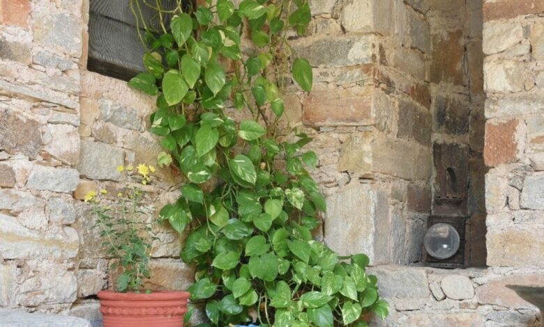 Positives of Money Plant: Keeping money plant at these 3 places in the house is inauspicious...see point by point where that place is.
