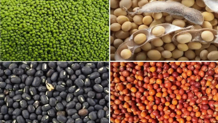 PM Asha Yojana: Pulses and oilseeds will be procured at the support price under the PM Asha Yojana, crop-wise procurement dates announced.
