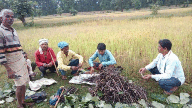 Special Article: Lac farming has become the basis of rural prosperity, revolutionary increase in farmers' income