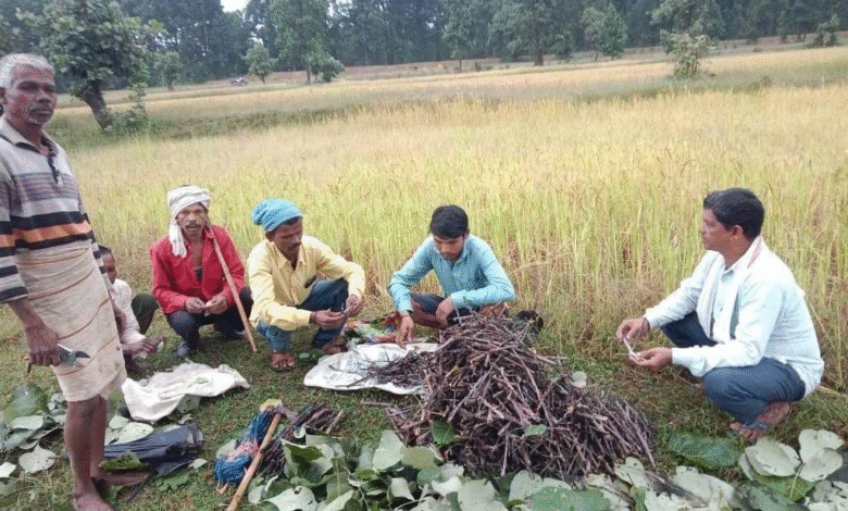 Special Article: Lac farming has become the basis of rural prosperity, revolutionary increase in farmers' income
