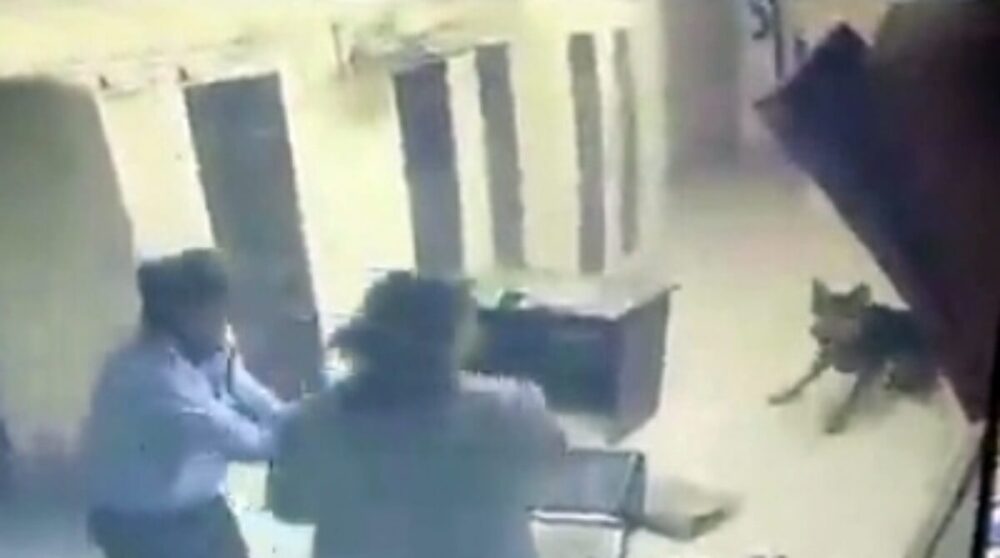 Illegal Coal Trade: ED raids illegal coal trader's home early in the morning...! Trader releases his pet dog to prevent officials from entering... Operation continues amid drama