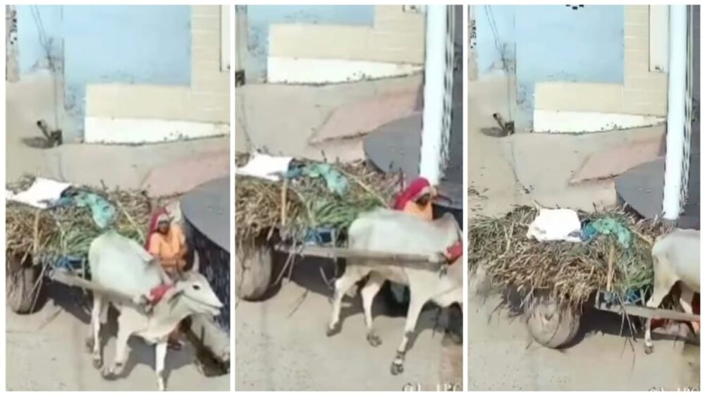 A heartbreaking accident...! A woman dies a painful death after being trapped between a bullock cart and a wall...the horrific scene was captured on CCTV...see here