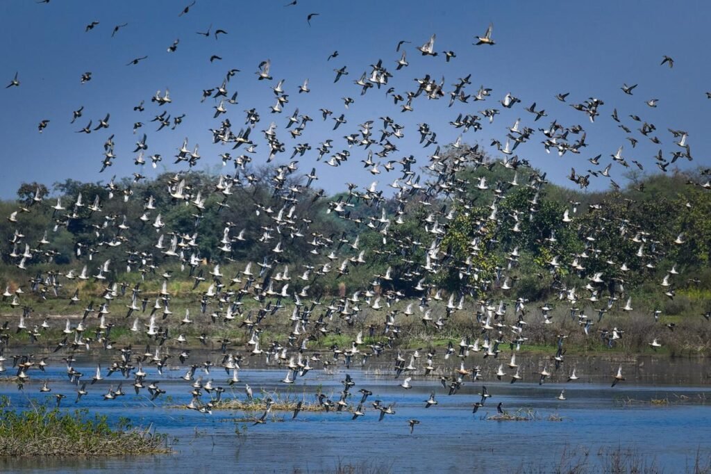 Ramsar Site : छत्तीसगढ़ का पहला रामसर साइट बना कोपरा जलाशय, वन एवं जलवायु परिवर्तन मंत्री केदार कश्यप ने प्रदेशवासियों को दी बधाई