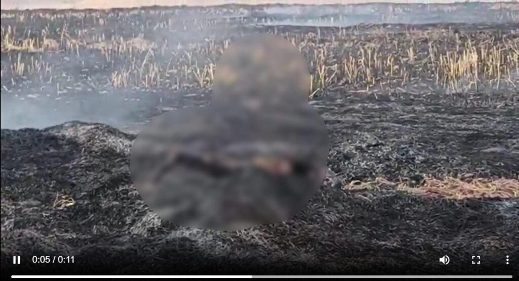 Parali Aag : बलौदाबाजार से दुखद खबर…! चारा लेने खेत गई महिला जलती हुई पराली में फंसी…धुएं से बेहोश होने के बाद आग में जलकर दर्दनाक मौत…दो घंटे खेत में यूं ही पड़ी रही…यहां देखें VIDEO