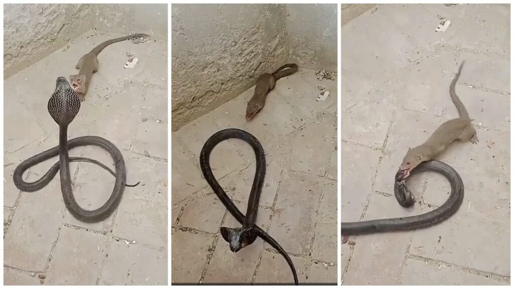 Snake Vs Mongoose : घर के कोने में आमने-सामने आए सांप और नेवला…! फुर्ती ने पलट दिया खेल…17 सेकंड में दिखी जबरदस्त जंग…यहां देखें Video