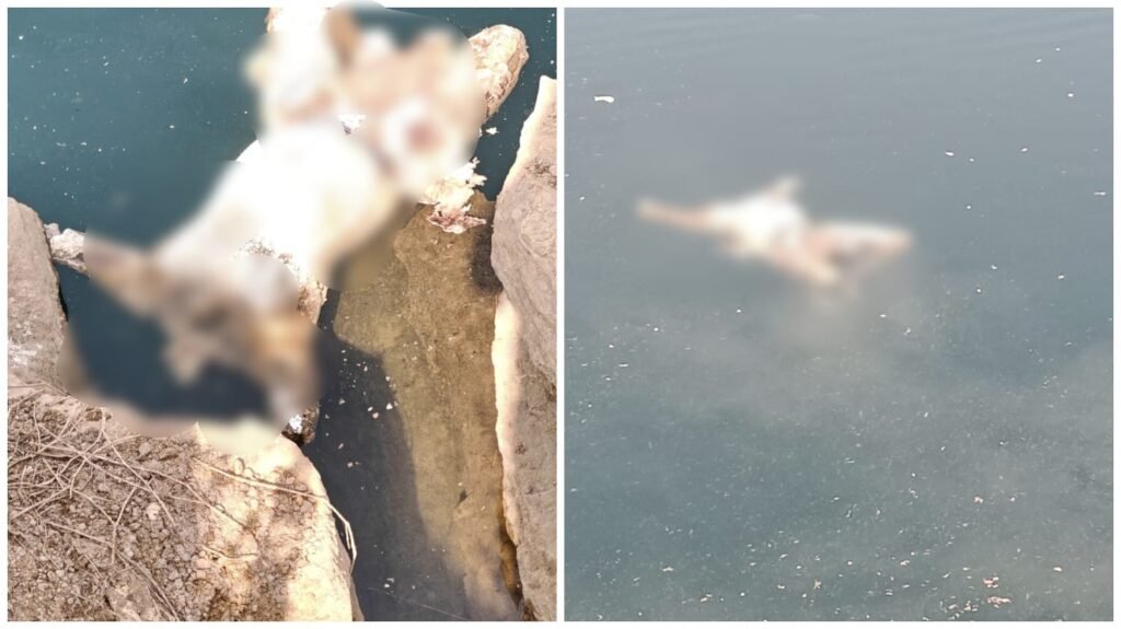 Raipur Blue Water : रायपुर ब्रेकिंग…! ब्लू वाटर में मिला वीभत्स सर कटी लाश…हत्या की आशंका