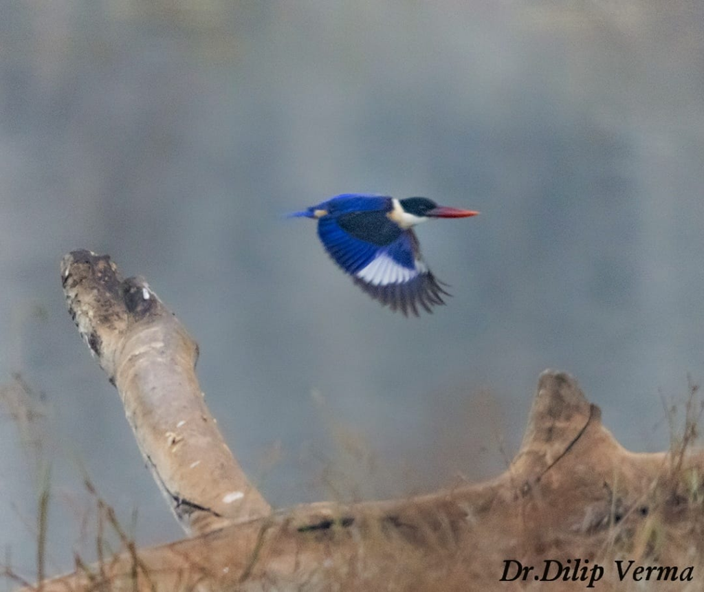 Barnawapara Sanctuary : बारनवापारा अभयारण्य में दुर्लभ पक्षी की मौजूदगी, ब्लैक-कैप्ड किंगफिशर का पहला रिकॉर्ड