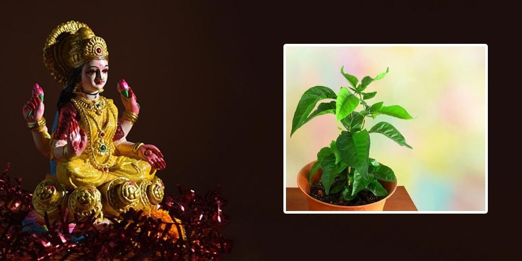 Maa Lakshmi : घर में लक्ष्मी के वास के शुभ संकेत…! शंख, झाड़ू और उल्लू…ये महत्वपूर्ण संकेत कभी न करें नज़रअंदाज़