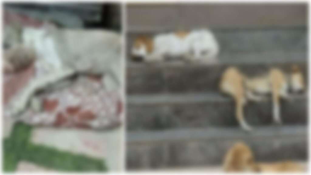 Animal Cruelty : भयानक घटना…! 500 आवारा कुत्तों का कत्लेआम…! सरपंचों सहित 6 पर केस…चुनावी वादों के नाम पर ज़हर और इंजेक्शन से हत्या का आरोप
