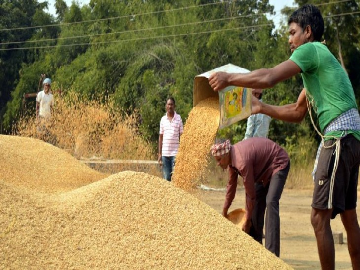 Kharif Marketing Year 2024-25 : शासन की सख्त व्यवस्था से सुरक्षित हुई धान खरीदी प्रणाली…सूखत एवं कीट-क्षति…मिथक और वैज्ञानिक सच्चाई