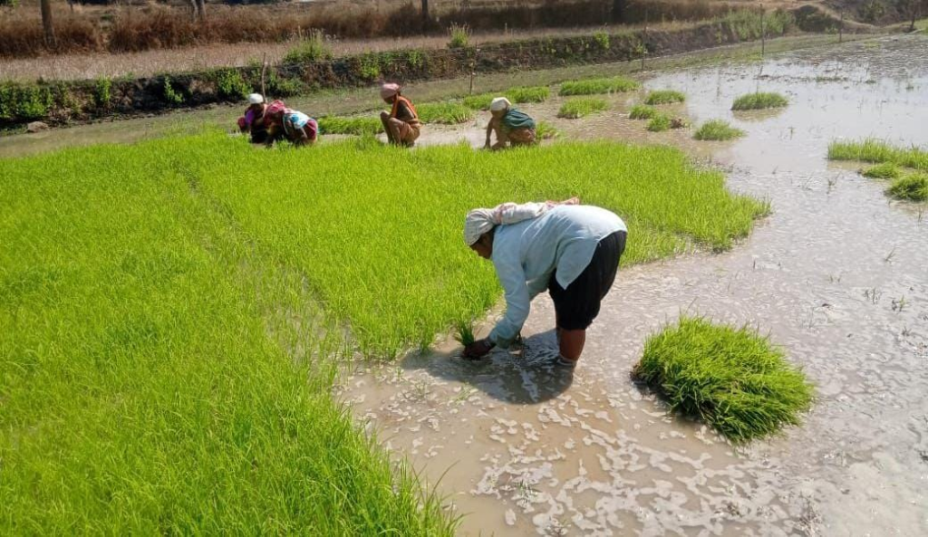 Crop Diversification : फसल विविधीकरण से धमतरी के किसानों की आय बढ़ी, रागी और दलहन बने सहारा