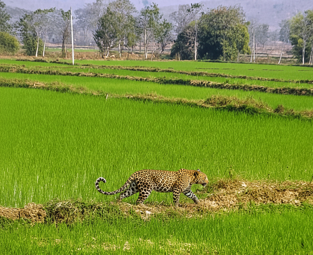 Leopard Cub Rescue : मां से बिछड़कर खेत में पहुंचा 4 माह का तेंदुए का शावक, वन विभाग ने किया सुरक्षित रेस्क्यू