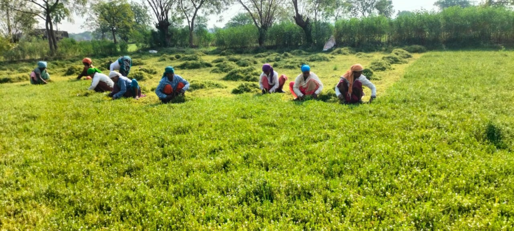 Cultivation of Brahmi : ब्राम्ही की खेती से बढ़ रही किसानों की आय, औषधीय फसल बन रही भरोसेमंद विकल्प