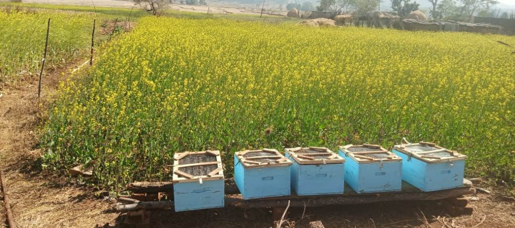 BeeKeeping : बगीचा विकासखंड के ग्राम चम्पा में महिलाओं को आत्मनिर्भर बनाने की दिशा में महत्वपूर्ण पहल