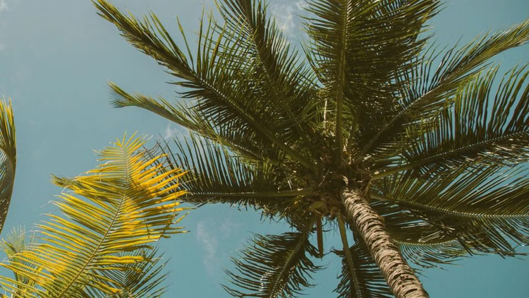 Oil Palm Cultivation : ऑयल पाम खेती को बढ़ावा देने सरकार का बड़ा कदम, किसानों को प्रशिक्षण और एक्सपोजल विजिट, राज्य के 40 कृषक आन्ध्रप्रदेश के पेदवेगी के लिए रवाना