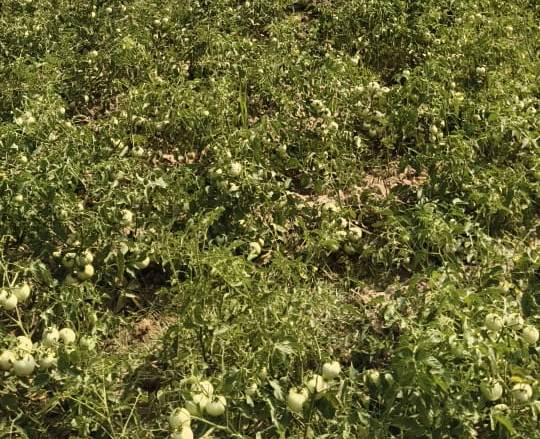 State Government Farmers : राष्ट्रीय बागवानी मिशन से किसानों को संबल…उन्नत तकनीक से टमाटर खेती में बढ़ा उत्पादन और मुनाफा