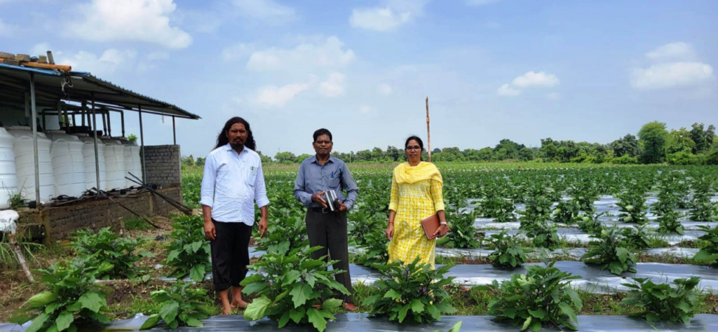 Mungeli Farmer’s : ग्राफ्टेड बैगन से 16 लाख रूपए की आमदनी, उन्नत तकनीक से खेती कर किसान चिंतामणी ने बढ़ाई अपनी आमदनी
