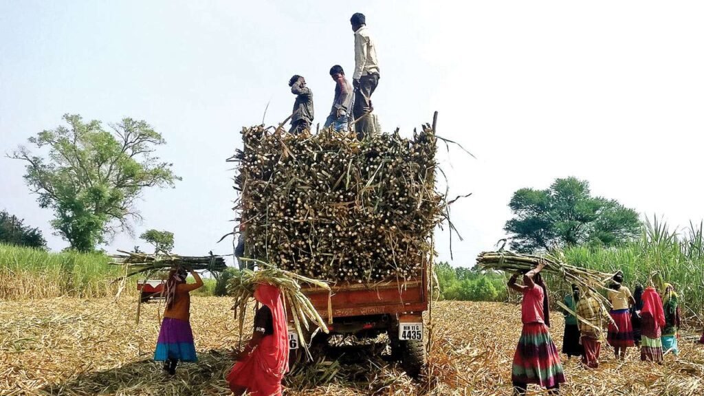 Sugarcane Farmers : होली से पहले कवर्धा के गन्ना किसानों को बड़ी सौगात…! 51.51 करोड़ रुपये के बाद अब 4.73 करोड़ जारी…पेराई सत्र में शक्कर उत्पादन में वृद्धि
