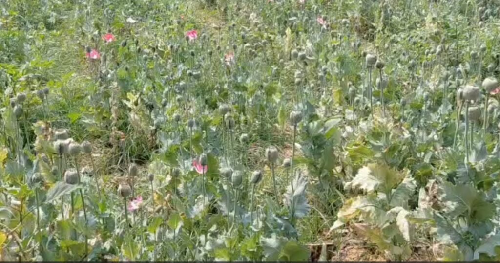 Opium Farming : लहलहाती सब्जियों के बीच अफीम की खेती…! खेत मालिक की पहचान नहीं…ग्रामीणों की सूचना पर पुलिस-फॉरेंसिक टीम मौके पर…यहां देखें VIDEO