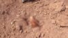 Murder Mystery: Raipur Breaking News...! Body found buried in the ground in Abhanpur... Hands and feet seen protruding... Panic grips the area.
