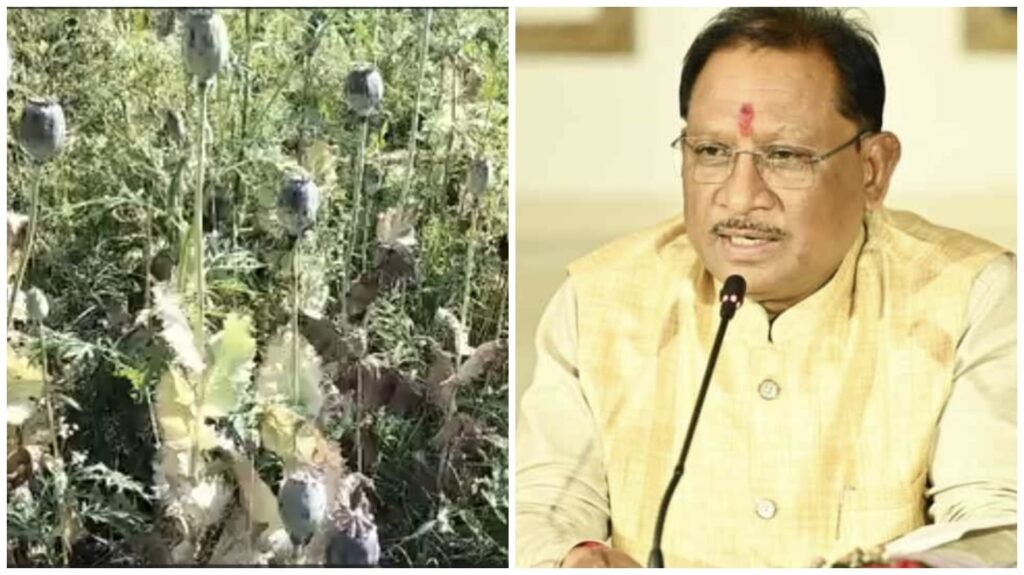 Zero Tolerance Policy : बैक टू बैक अफीम की खेती मिलने पर CM साय का बड़ा एक्शन…! सभी जिलों में सर्वे के निर्देश…15 दिनों में अफीम खेती की जांच रिपोर्ट देने के आदेश