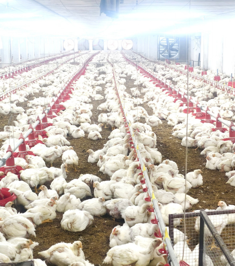 CG BIHAAN : 10,000 चूजों की क्षमता वाले एयर कंडीशनर मुर्गी फार्म का संचालन कर रही है माँ लक्ष्मी महिला समूह