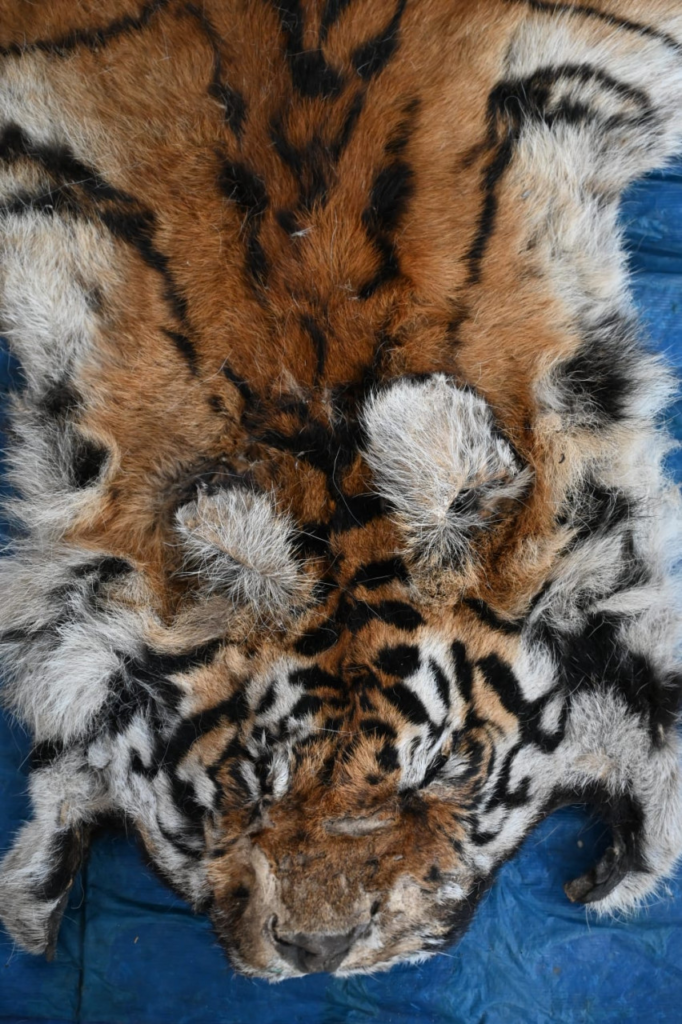 Strict Action : बाघ और तेंदुए के शिकार में शामिल डिप्टी रेंजर सहित 9 आरोपी गिरफ्तार, वन विभाग की बड़ी कार्रवाई