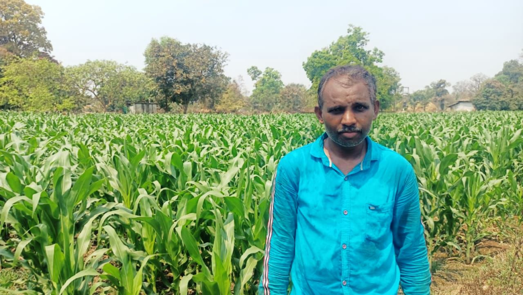 Corn Farming : धान से मक्का की ओर बढ़ते कदम, फसलचक्र परिवर्तन से धमतरी के किसानों की बढ़ी आय, जल संरक्षण को मिली नई दिशा