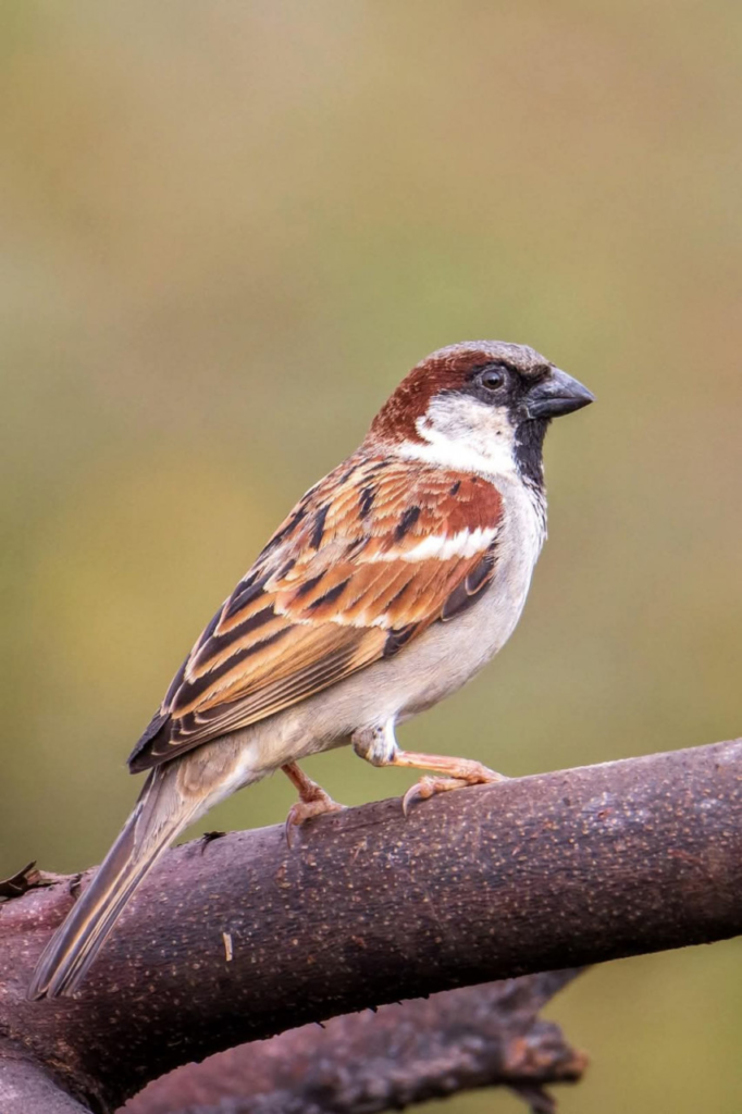 World Sparrow Day : विश्व गौरैया दिवस पर वेबीनार आयोजित, संरक्षण के लिए जागरूकता पर जोर