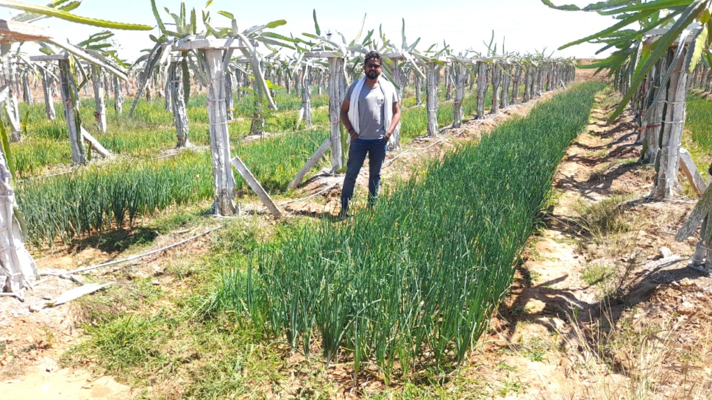 Advanced Cultivation : गन फ्रूट की उन्नत खेती से कृषक उमा शुक्ला एवं प्रकाश नारायण शुक्ला दंपत्ति को प्रति एकड़ 1.25 लाख रुपए की आमदनी