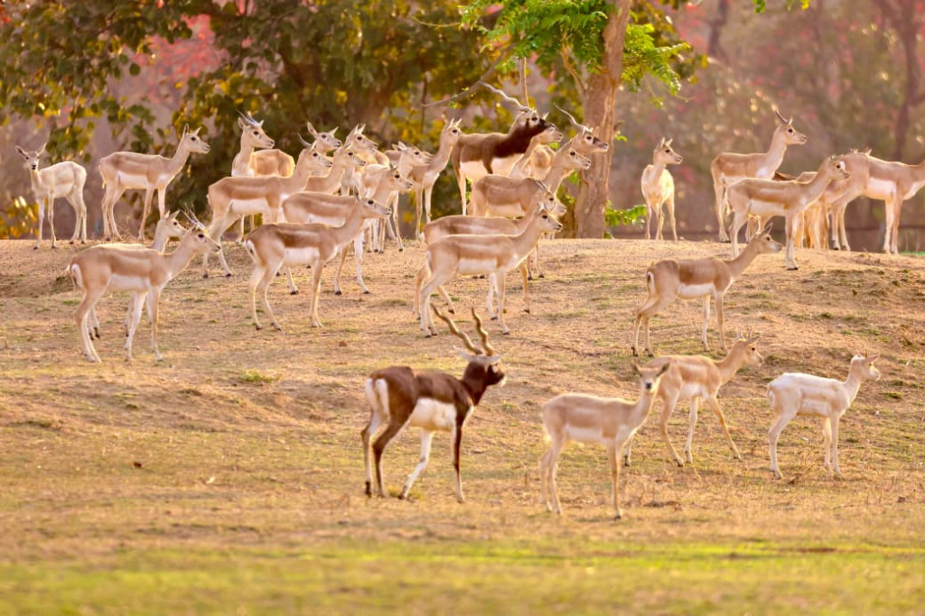 Barnawapara Sanctuary में काले हिरणों का वैज्ञानिक पद्धति से पुनर्स्थापन… दो चरणों में 34 हिरणों को प्राकृतिक आवास में छोड़ा गया सुरक्षित