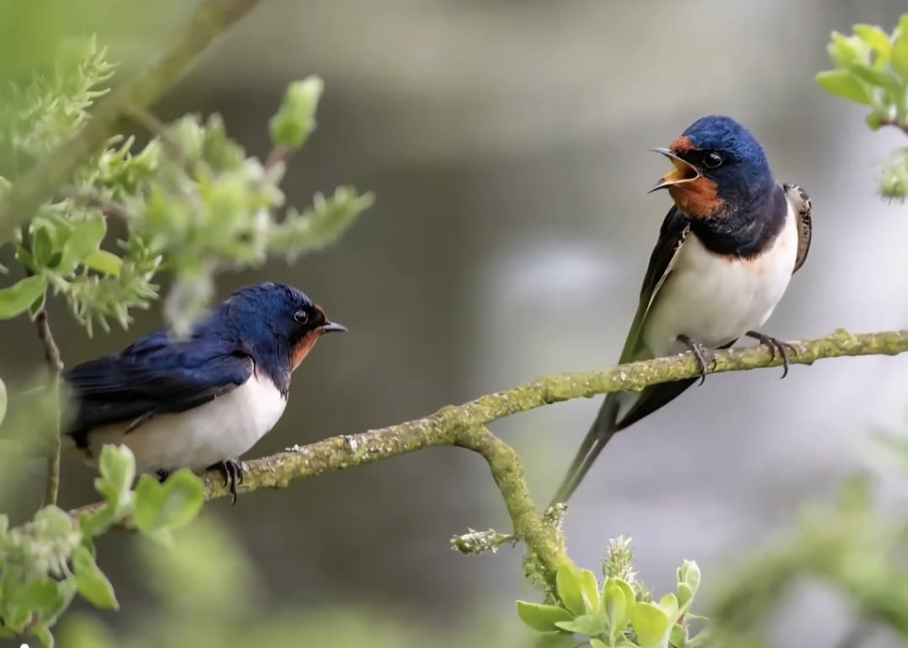 Forest Department Khairagarh के ईको कैंप छिंदारी में ‘बर्डवॉक’ बना आकर्षण का केंद्र, प्रकृति प्रेमियों को मिल रहा अनूठा अनुभव, बढ़ रही संरक्षण के प्रति जागरूकता