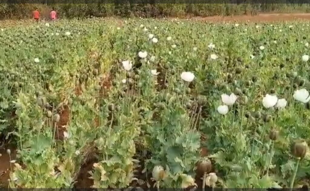 Afim Kheti : बलरामपुर से बड़ी खबर…! जंगल किनारे लहलहाती मिली अफीम की फसल…खसखस से भरे मिले डोडे…यहां देखें Video