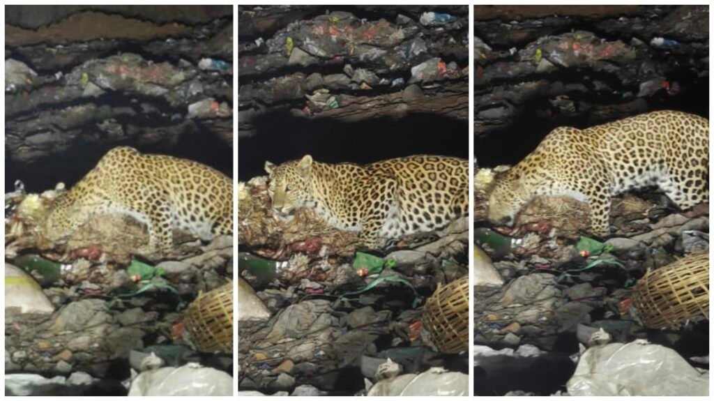 Kanker Leopard Video : कांकेर में आतंक-दहशत-अफरा-तफरी…! जब खाने की तलाश में गांव पहुंचे कपल तेंदुए…लोगों ने जान बचाकर बनाया VIDEO…यहां देखें