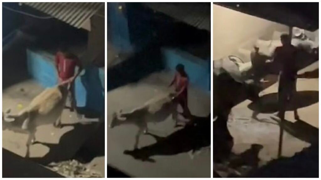 Raipur Animal Abuse : रायपुर में युवक की घिनौनी हरकत…! पशु के साथ दुष्कर्म का वीडियो वायरल…पुलिस ने किया गिरफ्तार…यहां देखें शर्मनाक VIDEO